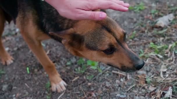 Tender Relation Stray Dogs Stray Cão Cautelosamente Aceita Mão Acariciando — Vídeo de Stock