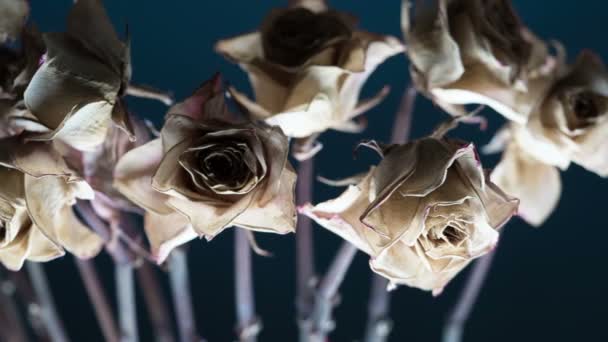 Ξηρό Rosebud Ξηρό Αποχρωματίζονται Τριαντάφυλλο Μπουμπούκια Μετακινήστε Αργά Παρελθόν Φωτογραφική — Αρχείο Βίντεο