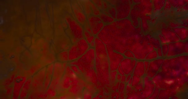 Вид Внутри Тела Имитация Живая Мышечная Ткань Структурой Кровообращения Нездоровый — стоковое видео