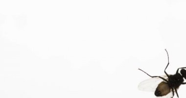 Beyaz sinek. Can sıkıcı bir sinek ekranın kenarına parlak beyaz bir arka plan üzerinde çalışır. Ağır çekim 120 fps