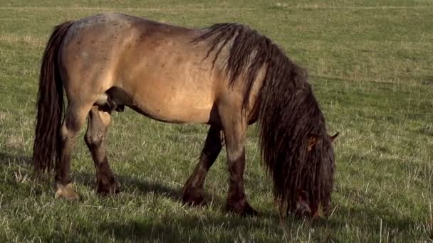 Cavalo Com Uma Longa Mane Grazing Prado Movimento Lento Uma — Vídeo de Stock