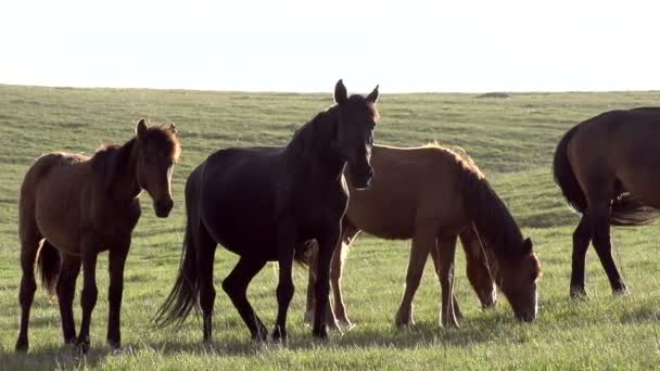 Petit Troupeau Pâturage Sur Beau Fond Montagnes Enneigées Mouvement Lent — Video