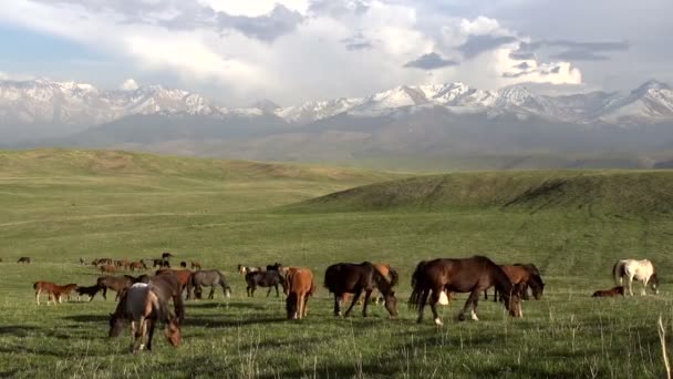時間の経過 春の丘の美しい丘陵地帯を背景に放牧馬の大きな群れ — ストック動画