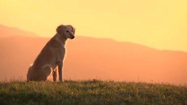 av köpeği batımını bir tepenin üstüne oturmuş. ağır çekim 120 fps hızında