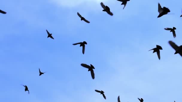 青い空に向かって鳥の群れ 徐々に鳥の数を増やす 480Fpsの速度でのスローモーション — ストック動画