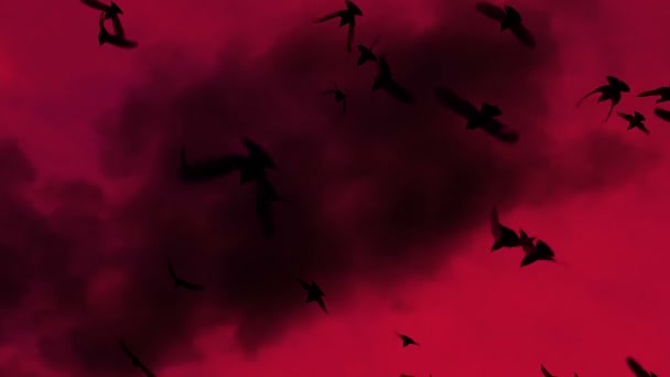 赤い空と渦巻く煙に対してゆっくりと旋回黒い鳥の群れ 鳥の数が徐々 に増加します 480 Fps のレートでスローモーション — ストック動画