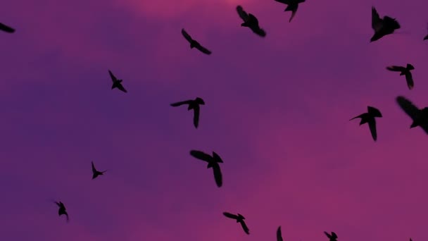 劇的な空に黒い鳥の群れ 鳥の数が徐々 に増加します 480 Fps のレートでスローモーション — ストック動画