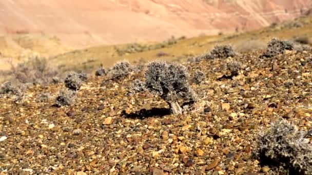 Cámara Aleja Lentamente Pequeño Árbol Atrofiado Muestra Paisaje Los Cañones — Vídeo de stock