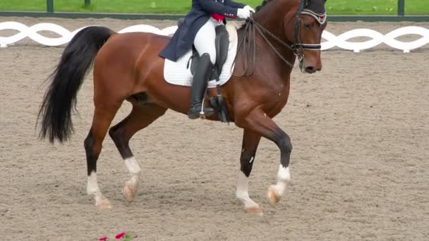 Rider Traditional Costume Gracefully Rides Pedigreed Horse Slow Motion Rate — Stock Video