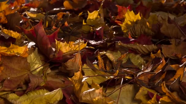 カメラの前で地面に横たわってゆっくりと乾燥した秋葉を回転させる — ストック動画