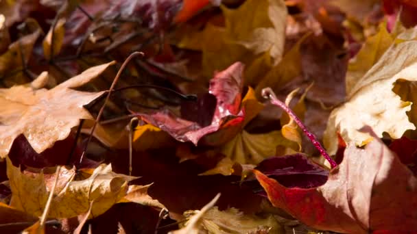 Die Nassen Fallenden Herbstblätter Werden Von Grellem Sonnenlicht Beleuchtet Drehen — Stockvideo