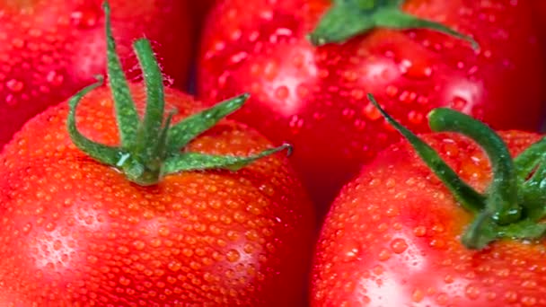 Video Loops Los Tomates Brillantes Con Colas Verdes Están Cubiertos — Vídeos de Stock