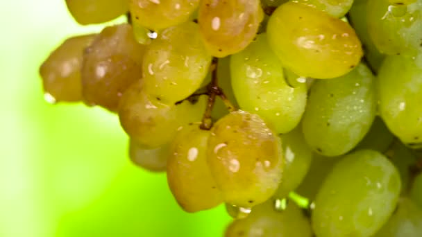 Boucles Vidéo Une Grappe Raisins Verts Recouverte Gouttelettes Eau Transparentes — Video