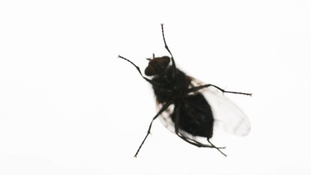 Annoying Fly Runs Edge Screen Bright White Background Filmed Speed — Stock Video