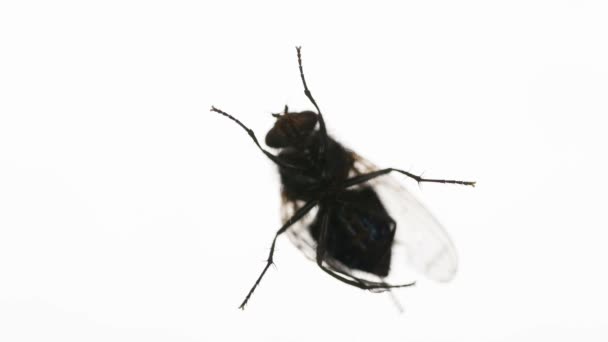 一个恼人的苍蝇沿着屏幕边缘在明亮的白色背景上运行 以240Fps 的速度拍摄 — 图库视频影像