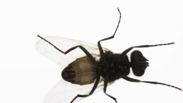 Otravné Fly Vede Podél Okraje Obrazovky Zářivě Bílém Pozadí Natočeno — Stock video