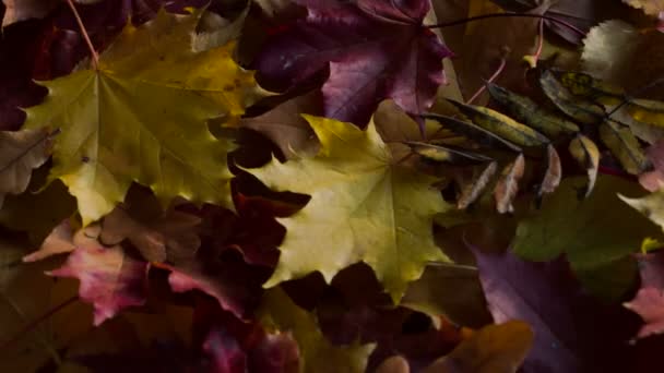 Feuilles d'automne au début peu attrayant et terne, mais le soleil sort de derrière les nuages et les feuilles tombées lumières couleur vive 