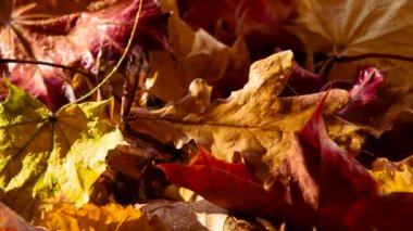 Güneşin altında parlak ıslak sonbahar yaprakları kamera önünde döndürme