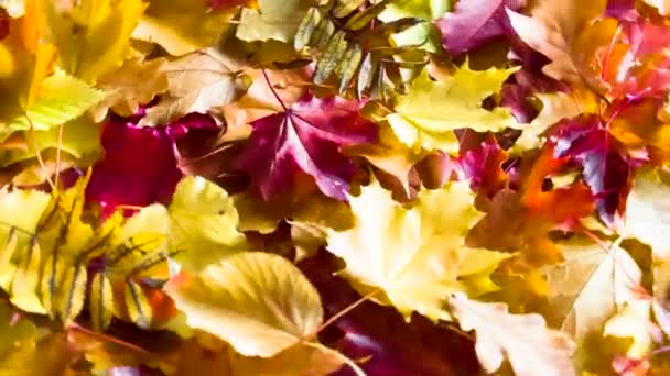 Яркие Осенние Листья Вращаются Камеру — стоковое видео