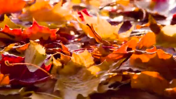 Feuilles Automne Brillantes Tournent Sur Caméra — Video