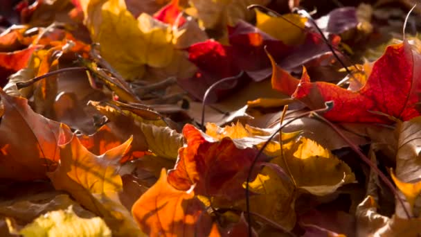 Las Hojas Brillantes Otoño Giran Cámara — Vídeos de Stock