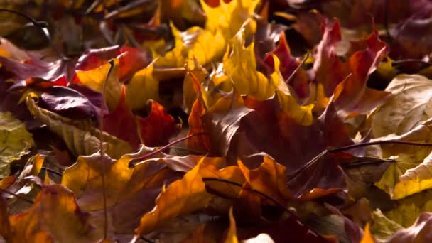 Φωτεινό Φθινοπωρινά Φύλλα Περιστρέφονται Στην Κάμερα — Αρχείο Βίντεο