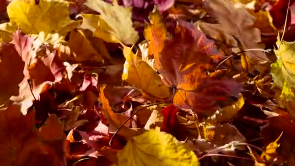 Φωτεινό Φθινοπωρινά Φύλλα Περιστροφή Μπροστά Από Την Κάμερα Στον Ήλιο — Αρχείο Βίντεο
