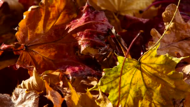 Feuilles Automne Humides Brillantes Tournent Devant Caméra Soleil — Video