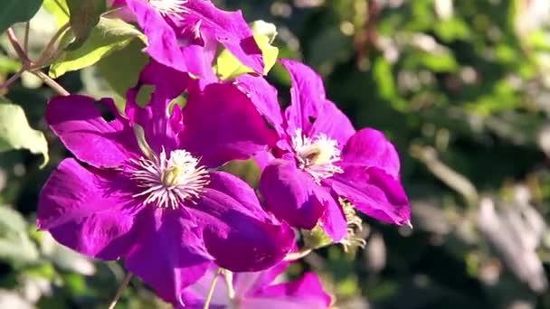 Flores Grandes Tropicales Color Rosa Brillante Balanceándose Viento — Vídeos de Stock