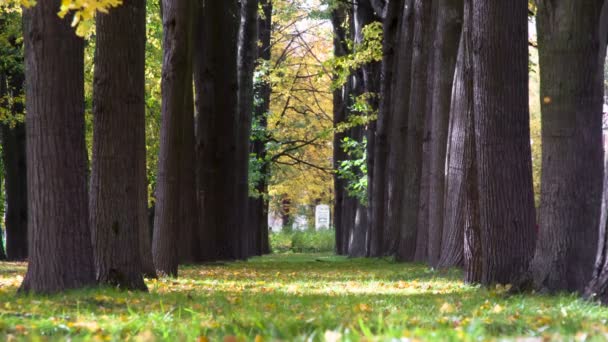 Langs Het Park Zijn Steegjes Oude Bomen Nette Rijen Wind — Stockvideo