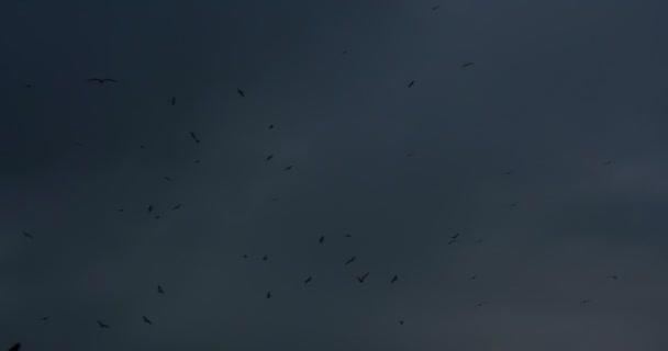 Много Черных Птиц Парят Фоне Ночного Облачного Неба Slow Motion — стоковое видео
