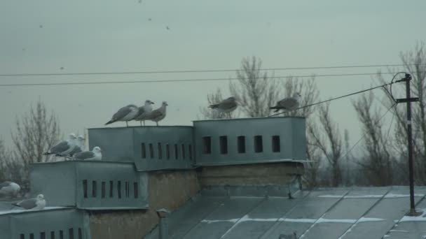 Зграя Чайок Відпочиває Даху Трубах Старого Будинку — стокове відео