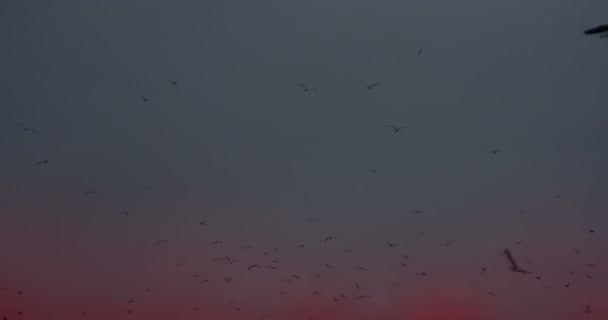 Una Gran Bandada Pájaros Negros Cierne Sobre Bosque Oscuro Medio — Vídeos de Stock