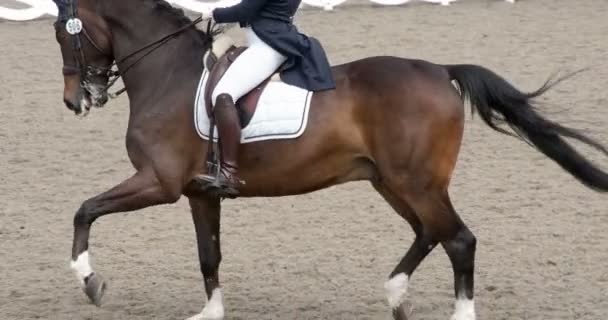 Cavaleiro Traje Tradicional Graciosamente Monta Cavalo Pedigreed Movimento Lento Uma — Vídeo de Stock