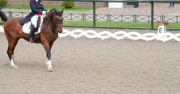 Cavaleiro Traje Tradicional Graciosamente Monta Cavalo Pedigreed Movimento Lento Uma — Vídeo de Stock