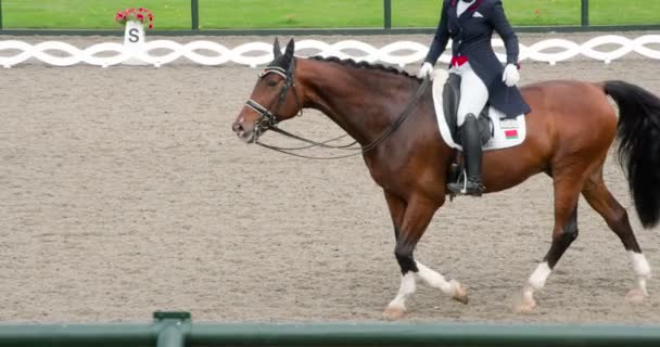 Sierlijk Rijdt Een Renner Een Traditionele Kostuum Een Pedigreed Paard — Stockvideo