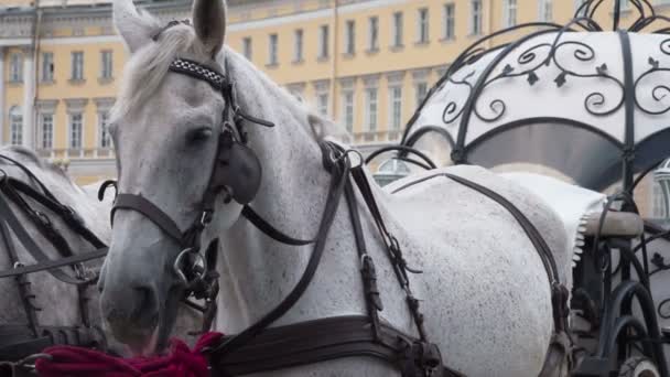 Beautiful gray horses are harnessed in an elegant medieval carriage — Stock Footage Beautiful Gray Horses Harnessed Elegant Medieval Carriage Stock Footage