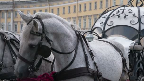 Horses Harnessed Carriage Beautiful Gray Horses Harnessed Elegant Medieval Carriage — Stock video