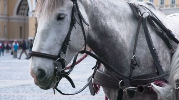 Une Paire Chevaux Attelés Harnais Tient Sur Place Ville Filmé — Video