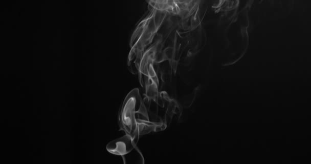 White Clearly Expressed Smoke Slowly Rises Bottom Screen Forms Elegant — 비디오