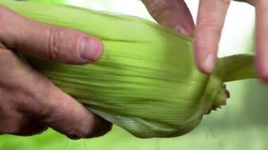 Olgun tahıl açığa Mısır Mısır koçanı çiftçinin elleri gözyaşı kapalı yeşil yaprakları