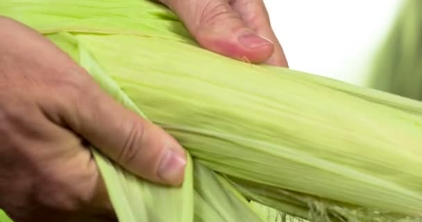 Farmer Hands Tear Green Leaves Corn Cob Revealing Ripe Grains — Stock Video