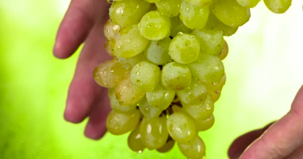 Mano Del Hombre Toma Suavemente Cepillo Uvas Verdes Lleva Fuera — Vídeos de Stock