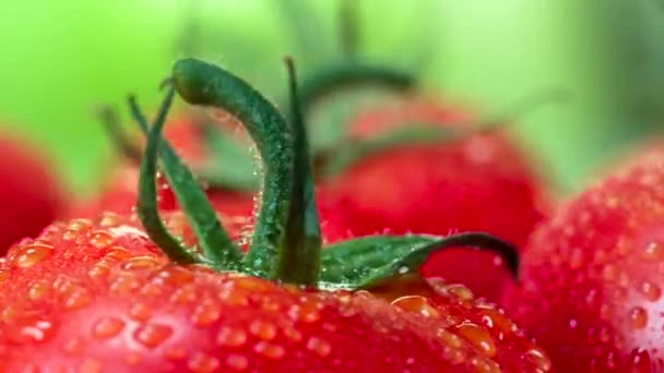 Videolussen Heldere Tomaten Met Groene Staarten Zijn Bedekt Met Sprankelende — Stockvideo