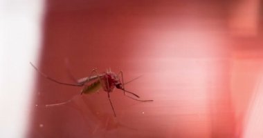 Bir sivrisinek kırmızı parlak bir yüzeye oturur ve sonra ön planda sürünür