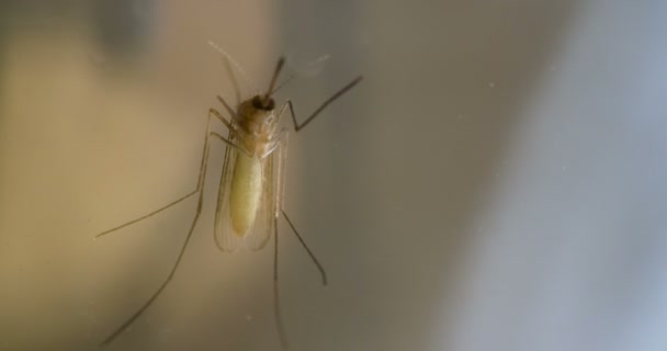Mosquito Herschikt Langzaam Dunne Poten Een Glazen Oppervlak — Stockvideo