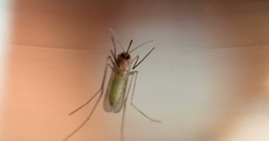 Sivrisinek Kurbanı Fark Etti. Sivrisinek sinirli pençeleri parmak ve daha sonra pozisyon değiştirme