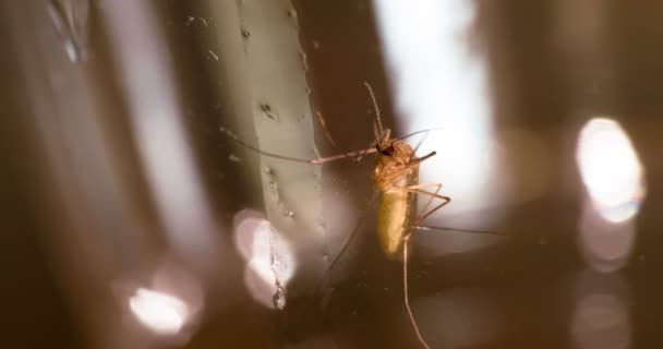 蚊子清洁翅膀和腿 蚊子在明亮闪亮的背景上用细爪子清洁翅膀 — 图库视频影像