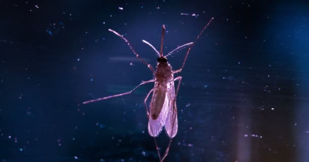 背光中的活性蚊子 蚊子在明亮闪亮的背景上用细爪子清洁翅膀 — 图库视频影像