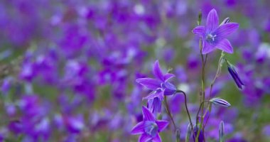 Purple Glade 'de parlak çanlar. Büyük bir açık mor çan. Ön planda, hafif bir esinti çiçeklerden birini sallıyor.